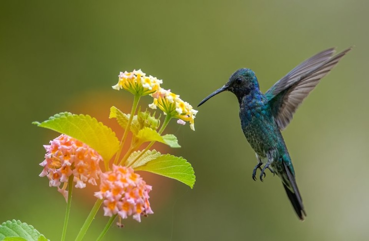 Apaiser les blessures émotionnelles et retrouver de la sérénité